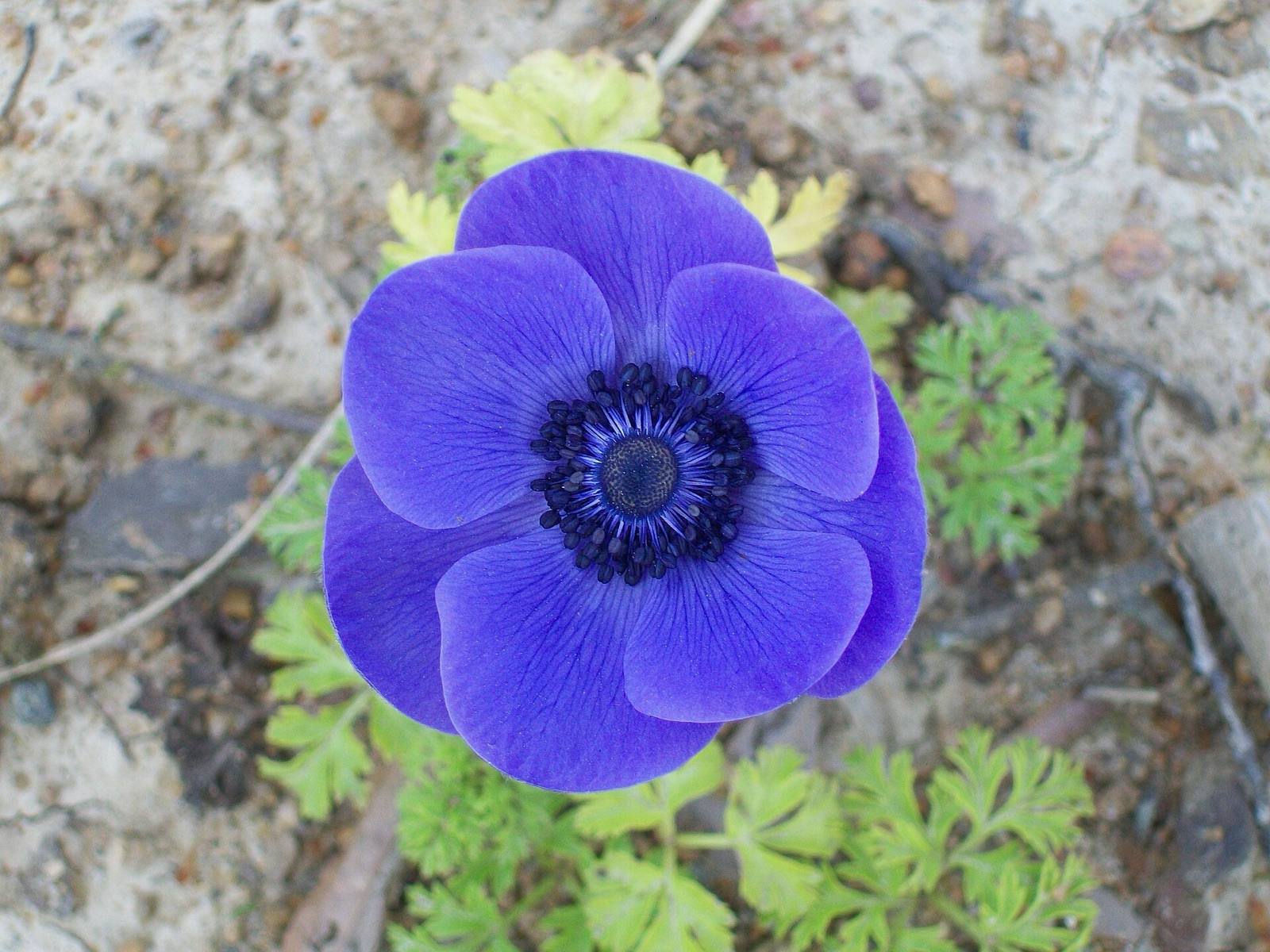 Single violet blue Anemone coronaria with a dark navy centre, growing from feathery leaves