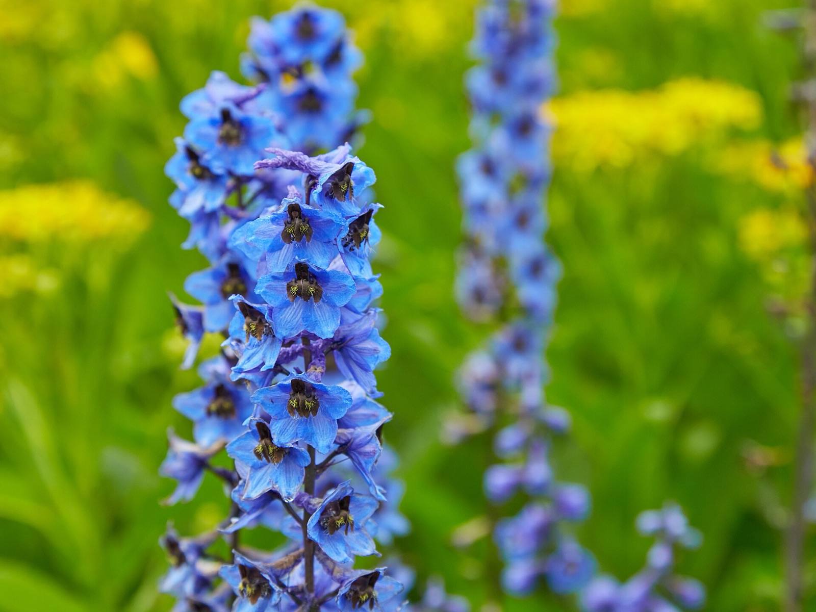 Tall spires of cornflower blue delphinium flowers in a sunny garden
