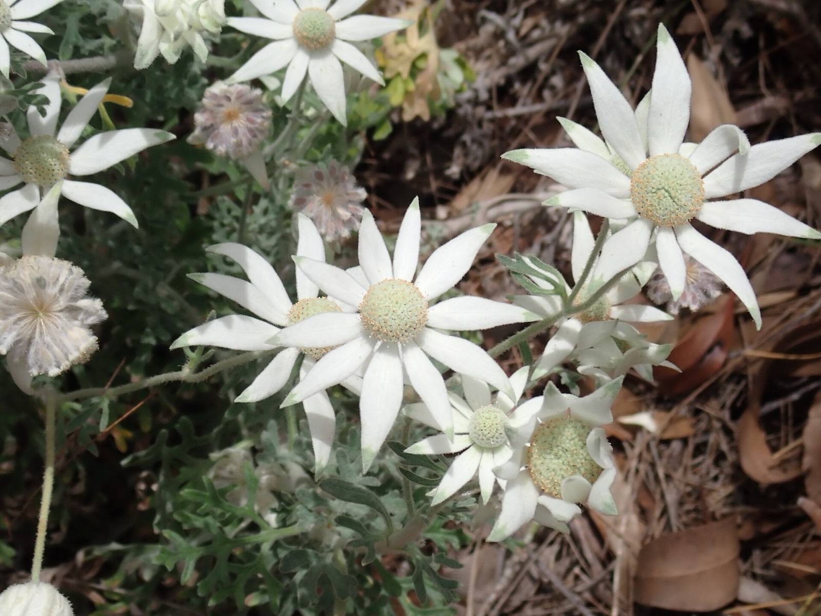 White flannel flowers with soft felted petals and green centres on a coastal Sydney headland