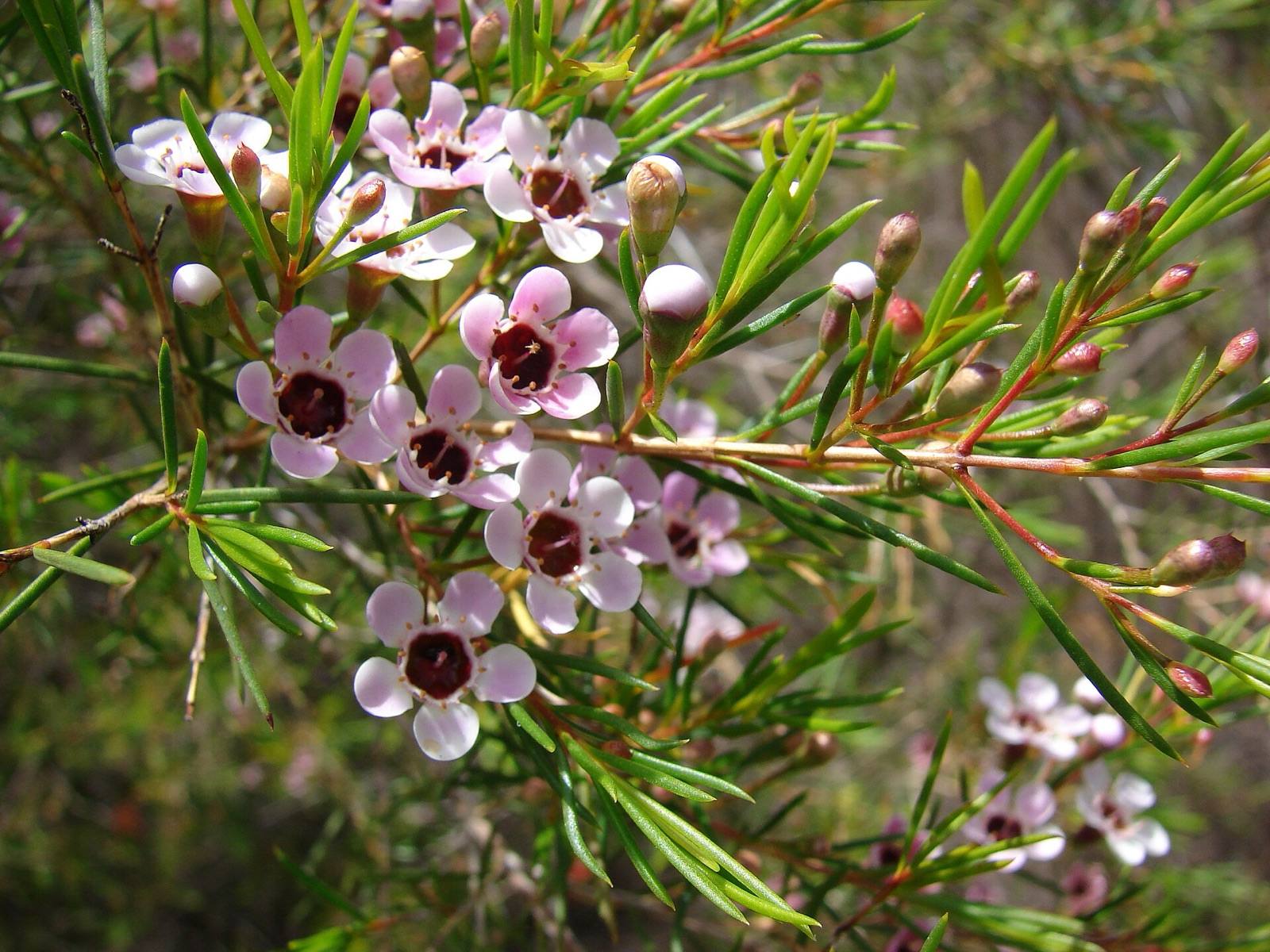 Pale pink Geraldton wax flowers with dark maroon centres along needle-leaved stems