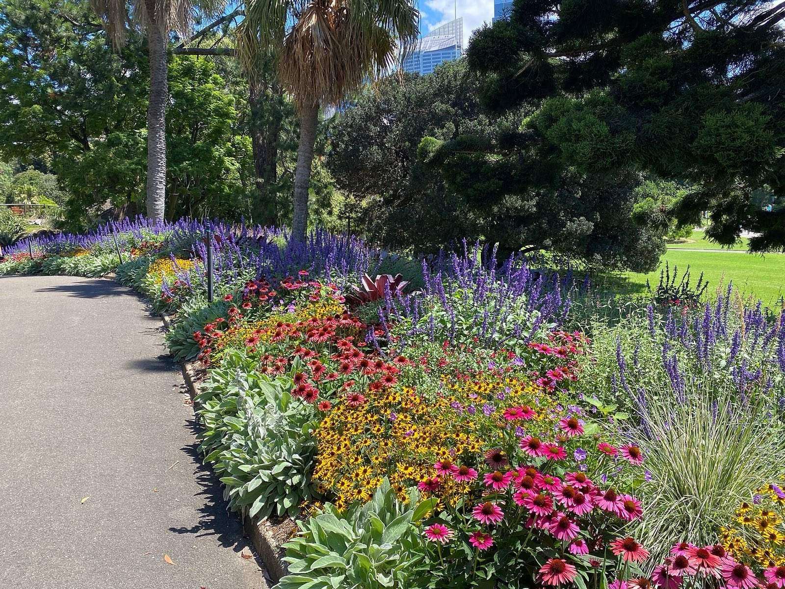 Summer flower border of salvia, coneflowers and rudbeckia along a path in the Royal Botanic Garden Sydney