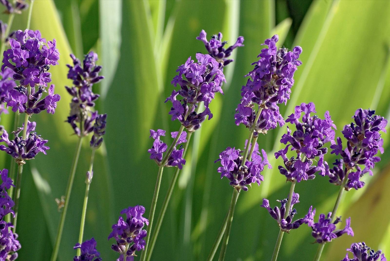 Upright purple spikes of English lavender backlit against green leaves