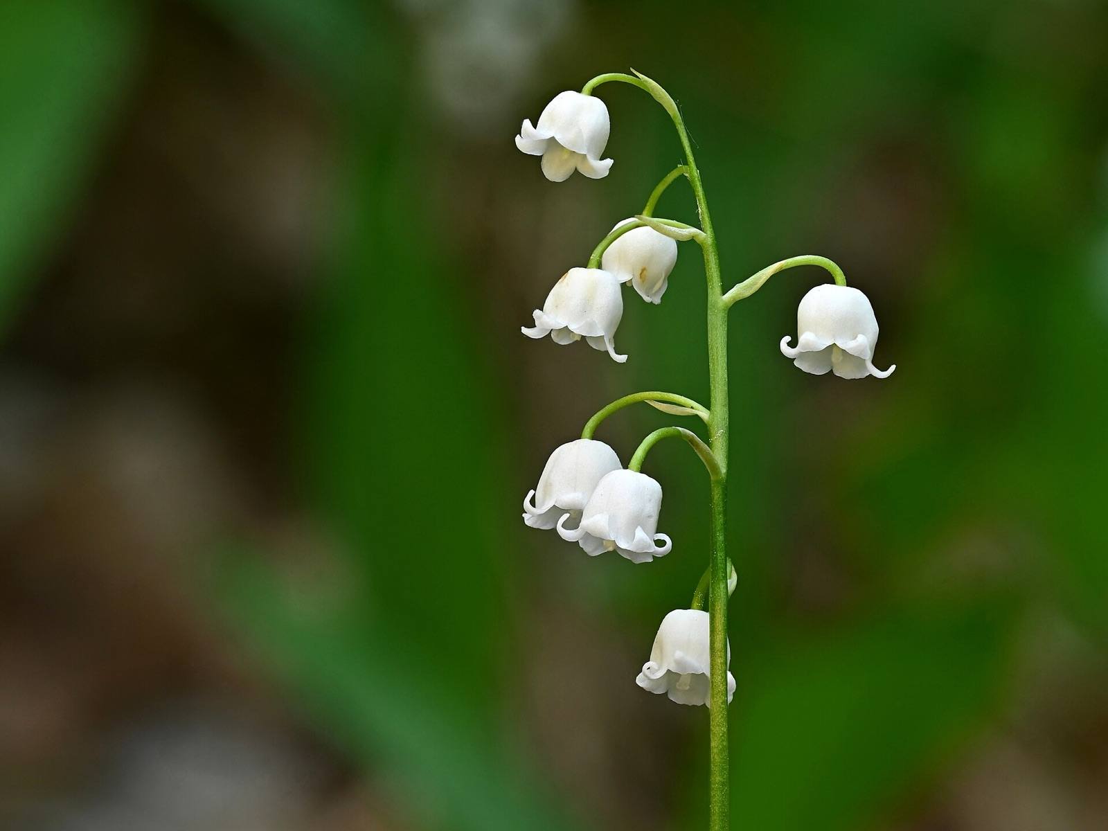 Single arching stem of lily of the valley hung with small white bell flowers