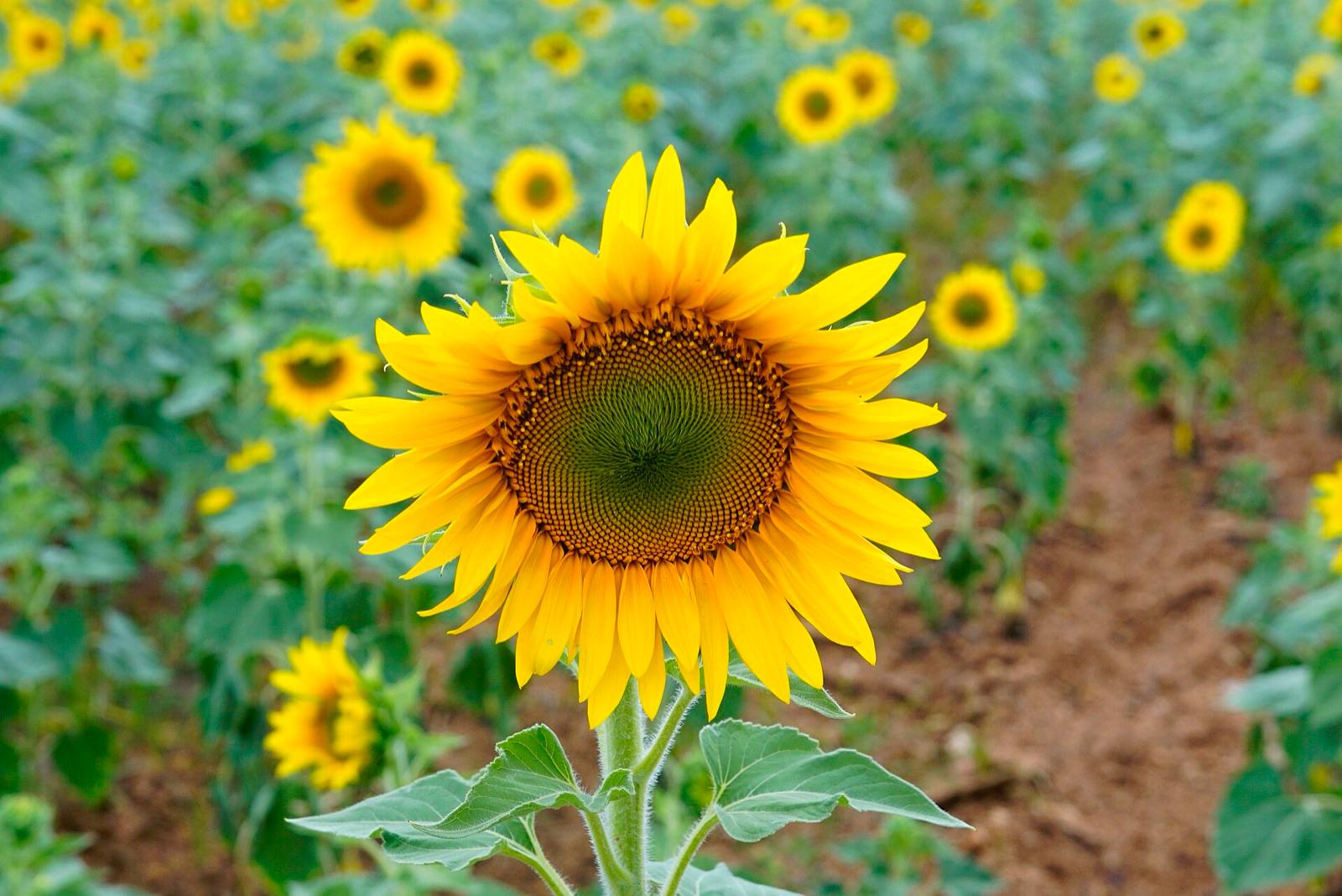 One sunflower facing the camera in front of a field of sunflowers in bloom