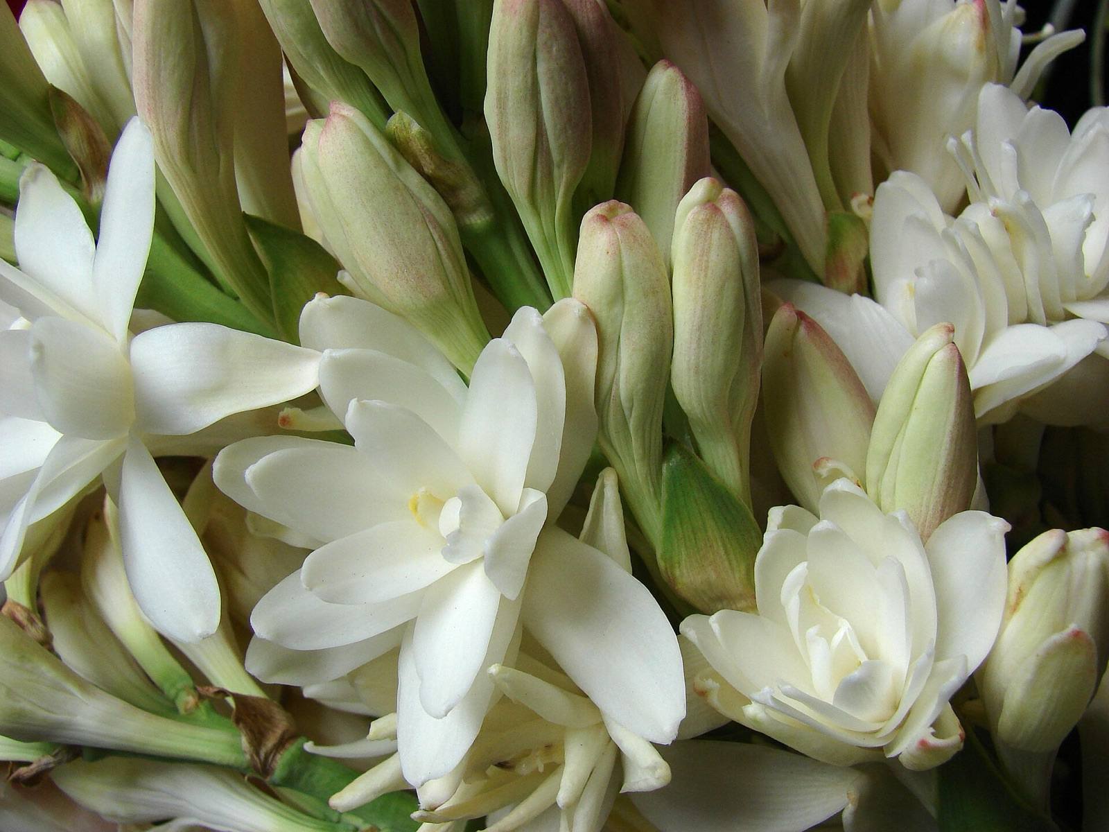 Close view of white tuberose flowers and cream buds packed together on the stem