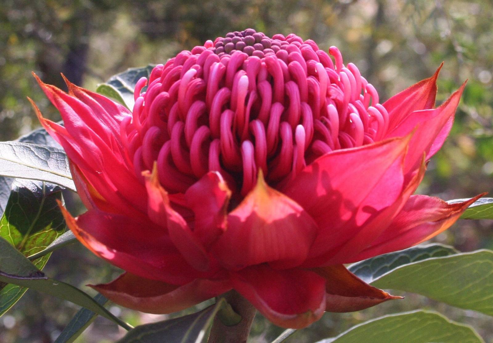 Crimson waratah flower head with its ring of red bracts, growing in bushland near Glenbrook in the Blue Mountains