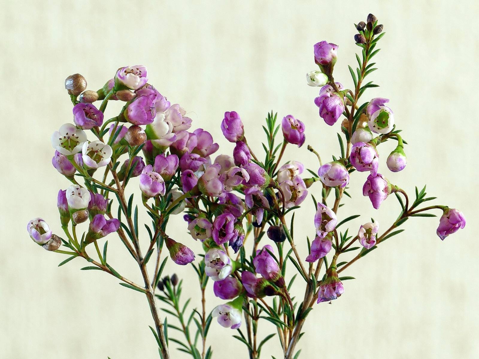 Stems of Geraldton waxflower with purple, pink and white flowers, as sold for cut arrangements